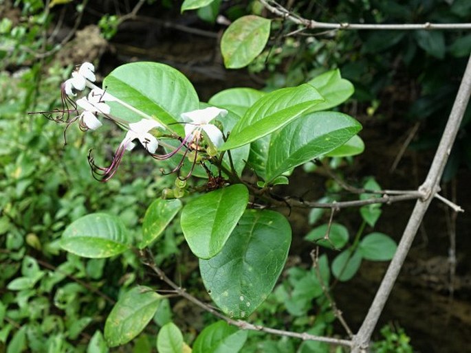 Volkameria inermis