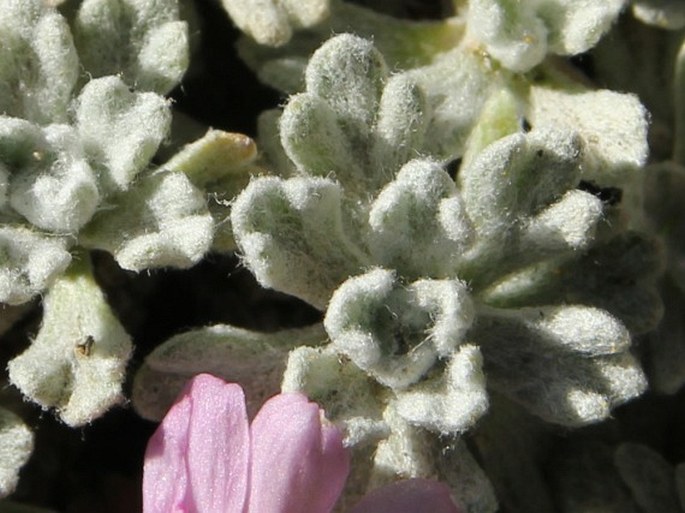 Waldheimia nivea