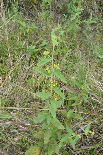 Waltheria indica