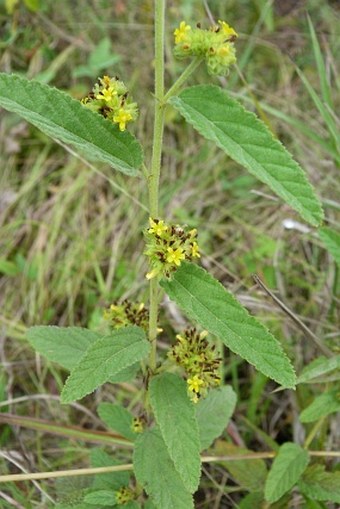 Waltheria indica