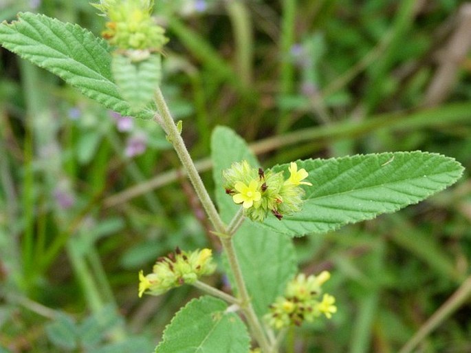 Waltheria indica