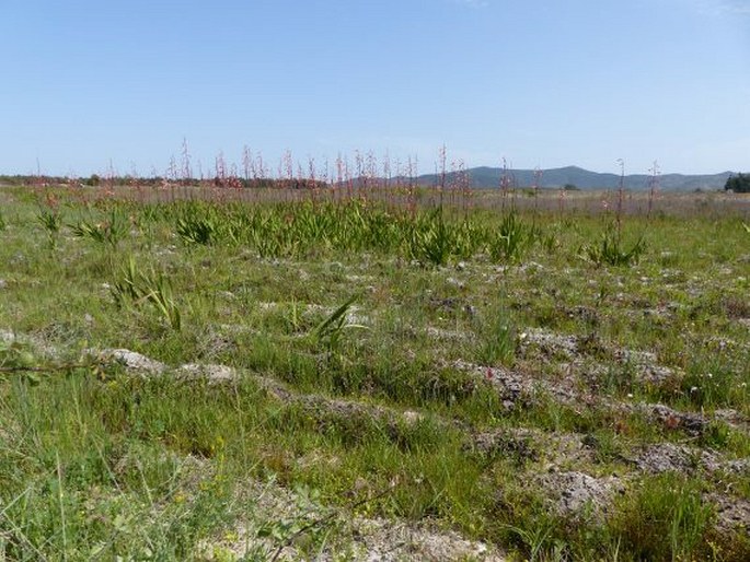 Watsonia meriana var. bulbillifera