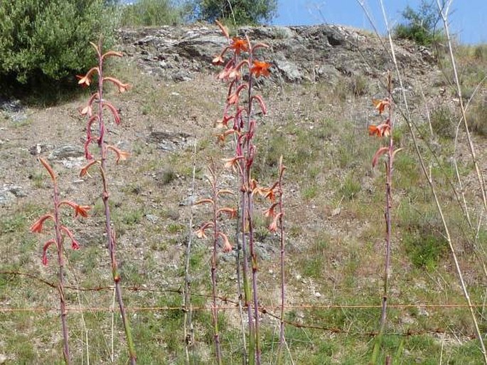 Watsonia meriana var. bulbillifera