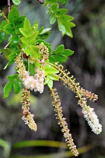 Weinmannia macrostachya