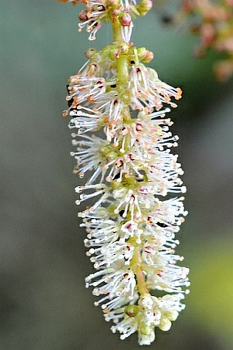 Weinmannia macrostachya