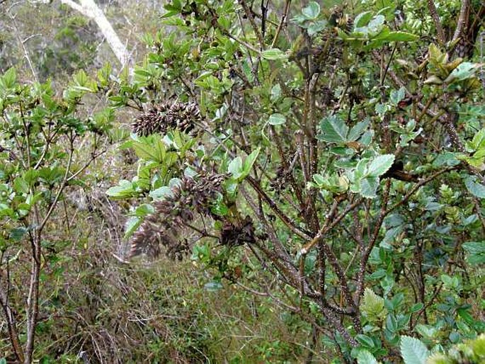 Weinmannia mauritiana