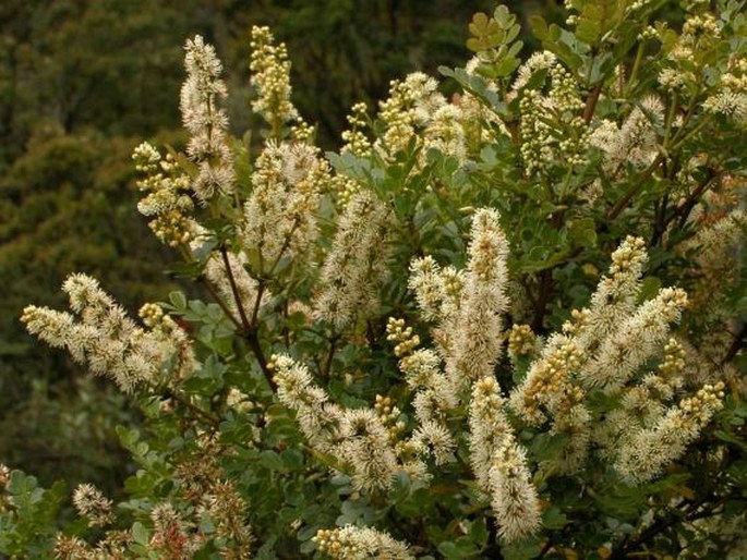 CUNONIACEAE R. Br. – opaduňovité