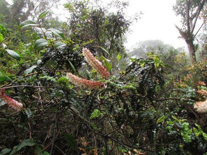 Weinmannia vulcanicola