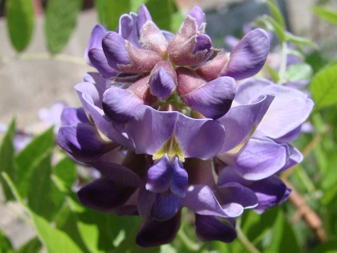 WISTERIA FRUTESCENS (L.) Poir.