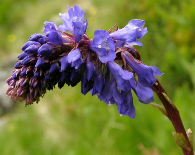 Wulfenia carinthiaca