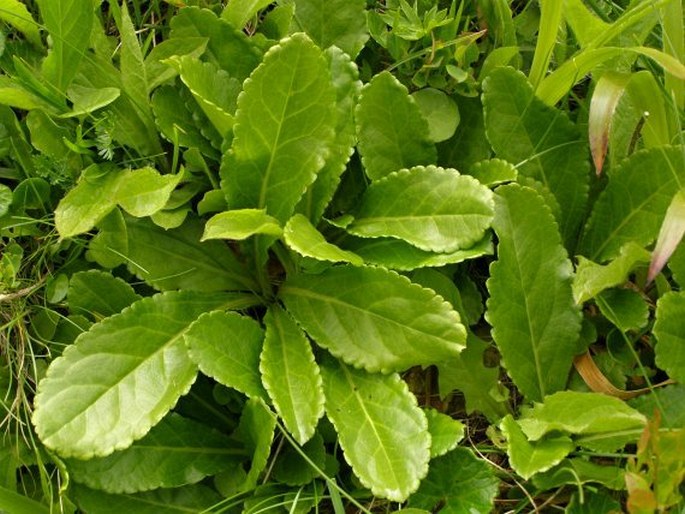 Wulfenia carinthiaca