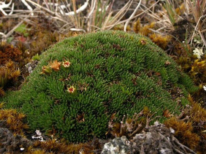 Werneria humilis