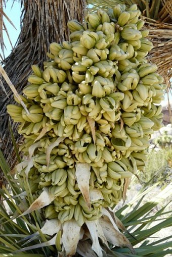 Yucca brevifolia