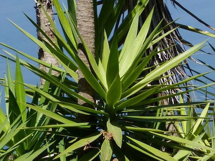 YUCCA GIGANTEA Lem. – juka