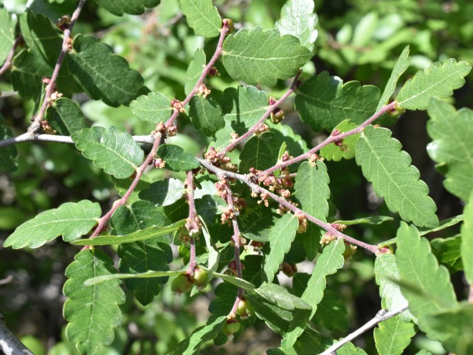 Zelkova abelicea