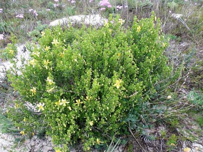 Zygophyllum flexuosum