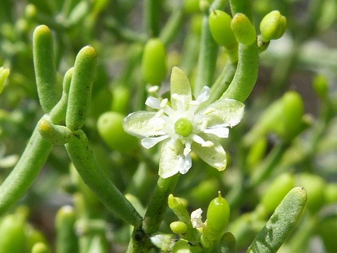 Zygophyllum madagascariense