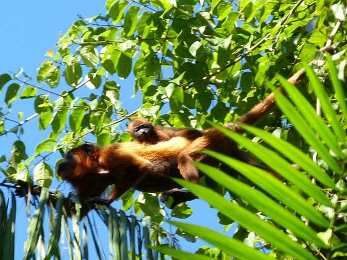 Alouatta macconnelli Linnaeus, 1766; vřešťan guyanský