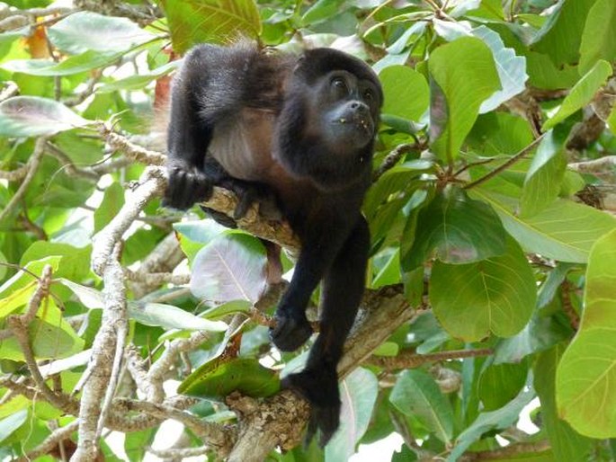 Alouatta palliata (Gray, 1849); vřešťan pláštíkový