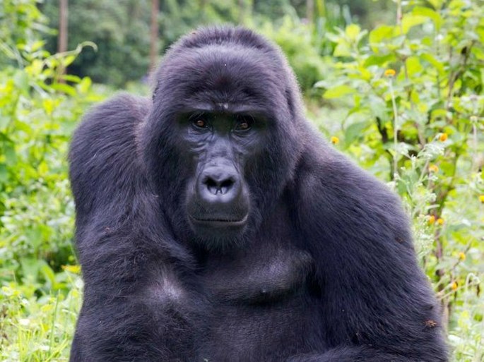 Gorilla beringei