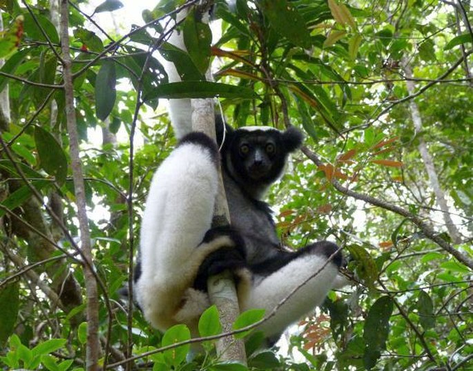 Indri indri (Gmelin, 1788); indri babakoto