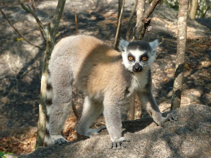 Lemur catta Linnaeus, 1758; lemur kata