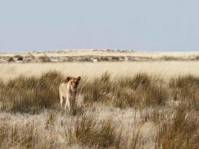 Panthera leo