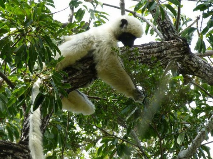 Propithecus deckenii Peters, 1870; sifaka Deckenův