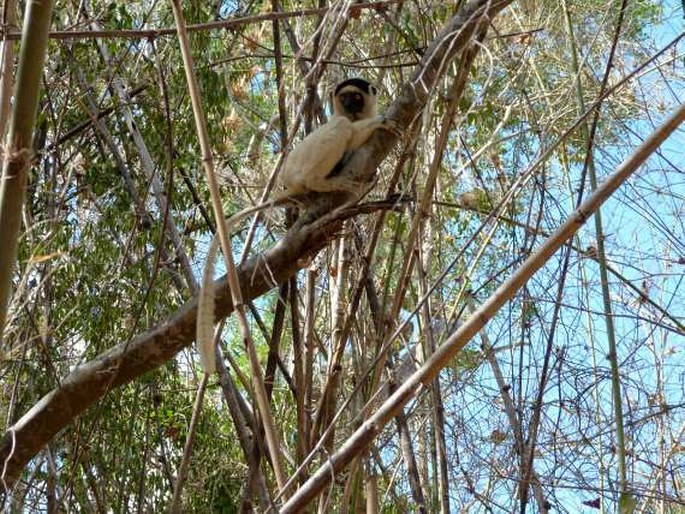 Propithecus verreauxi