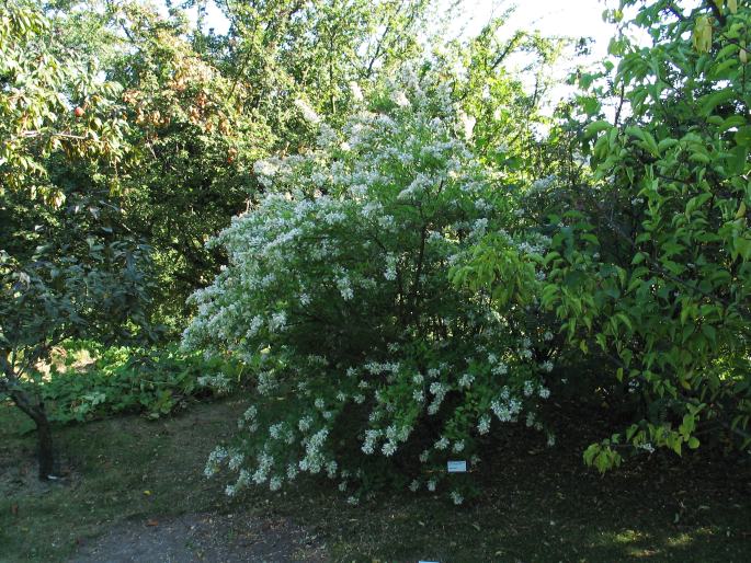 Abelia chinensis