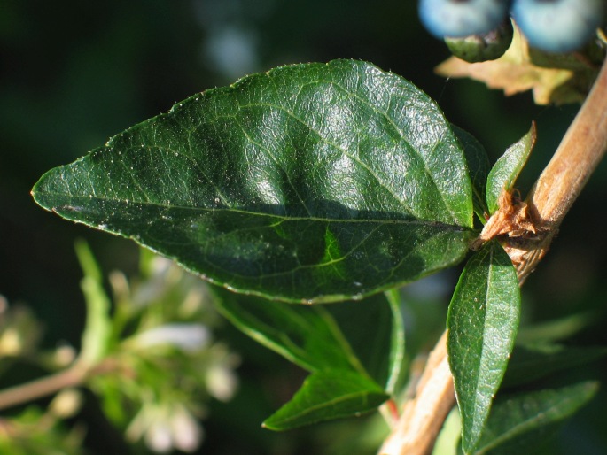 Abelia chinensis