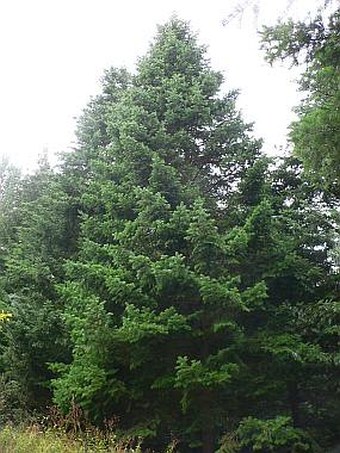 Abies holophylla