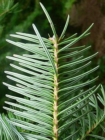 Abies holophylla