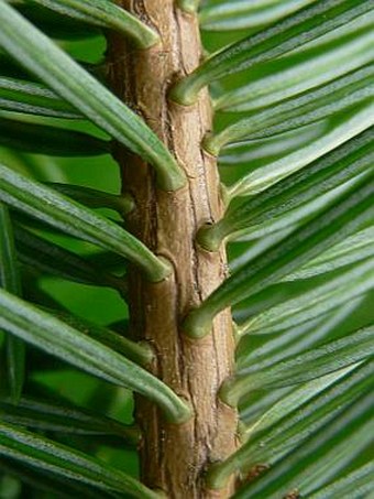 Abies holophylla