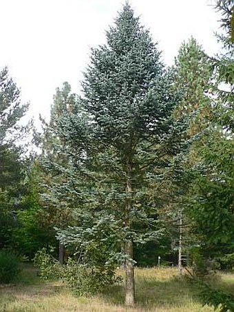 Abies lasiocarpa arizonica