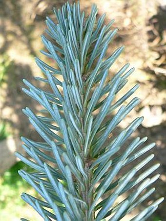 Abies lasiocarpa arizonica