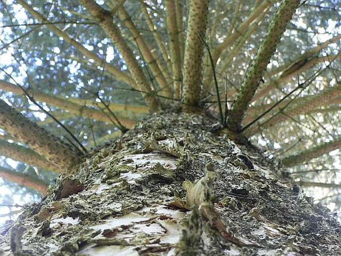 Abies lasiocarpa arizonica