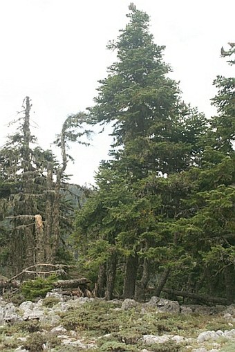 Abies cephalonica