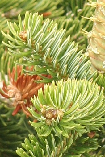 Abies cephalonica