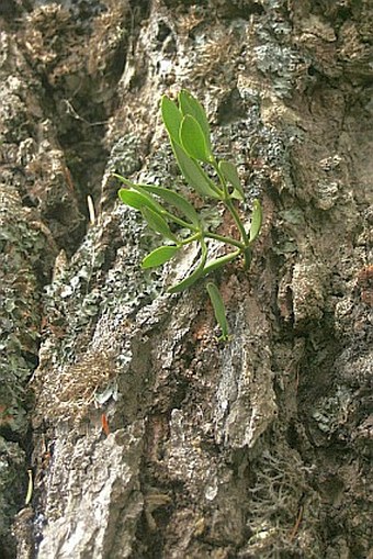 Abies cephalonica