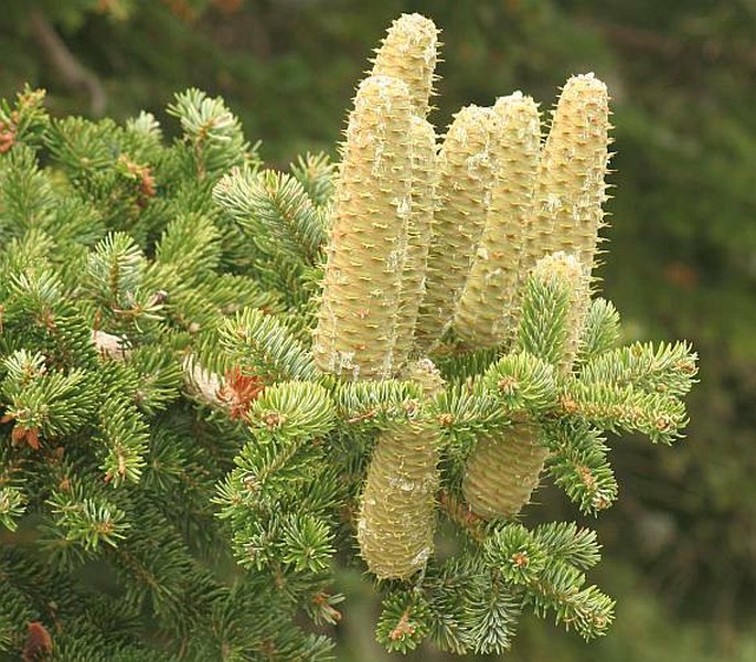 ABIES CEPHALONICA Loudon – jedle řecká / jedľa