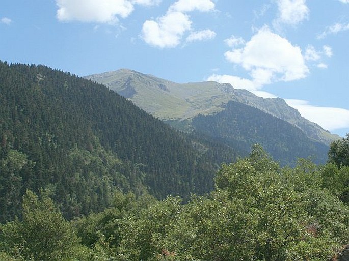 Abies cephalonica