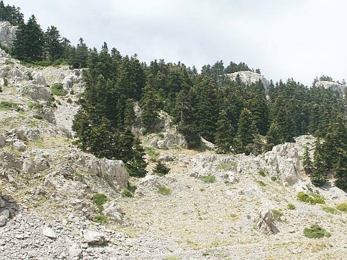 Abies cephalonica