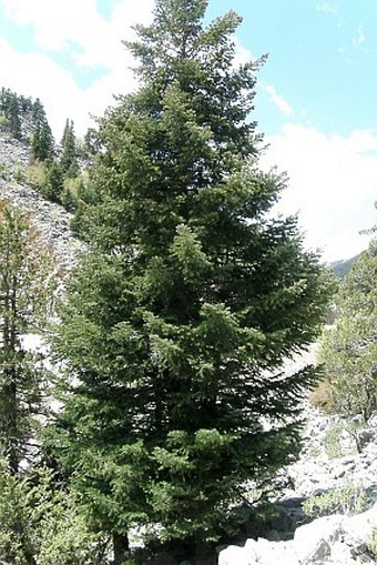 Abies cilicica