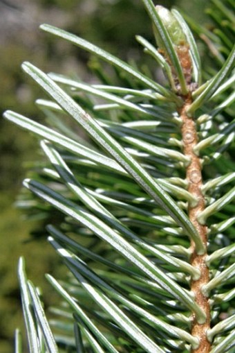 Abies cilicica