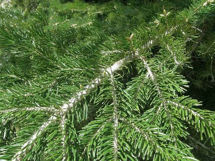 Abies cilicica