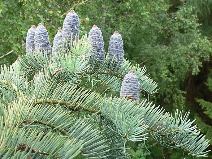 ABIES CONCOLOR (Gordon) Lindl. ex Hildebr. – jedle ojíněná / jedľa srienistá