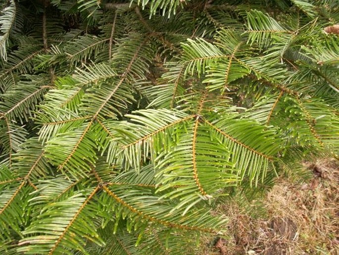 ABIES GRANDIS (Douglas ex D. Don) Lindl. – jedle obrovská / jedľa obrovská