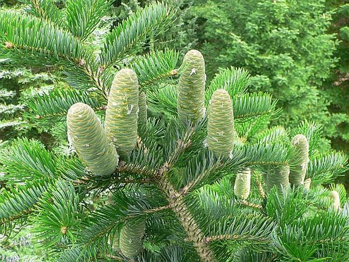 ABIES HOLOPHYLLA Maxim – jedle jehlicovitá / jedľa ihlicovitá