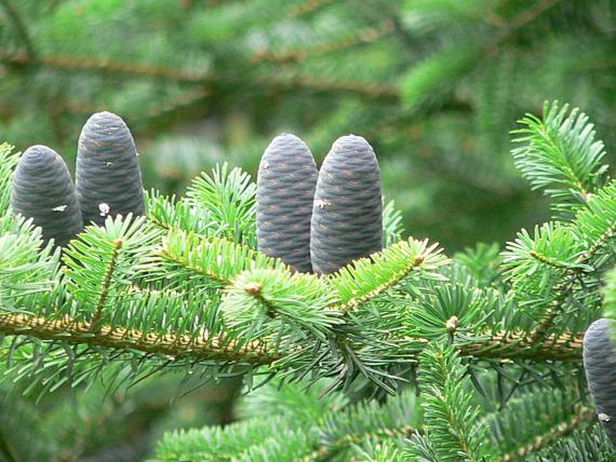 ABIES HOMOLEPIS Sieb. et Zucc. – jedle nikkoská / jedľa nikkoská